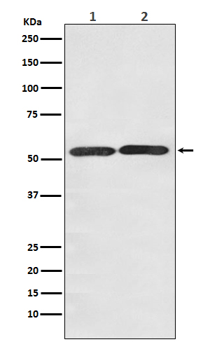 Rabbit monoclonal antibody