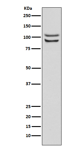 Rabbit monoclonal antibody