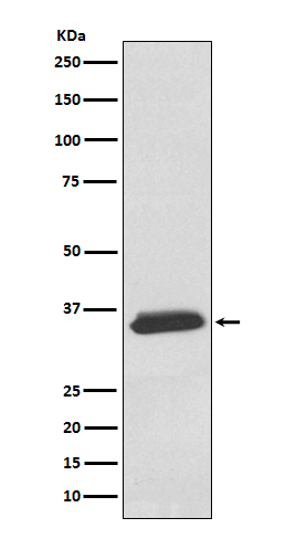 Rabbit monoclonal antibody