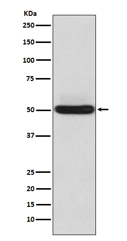 Rabbit monoclonal antibody