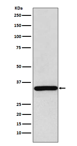 Rabbit monoclonal antibody