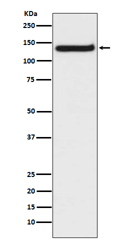Rabbit monoclonal antibody