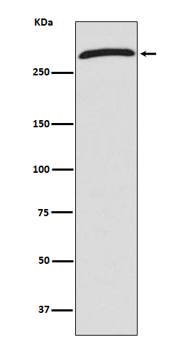 Rabbit monoclonal antibody