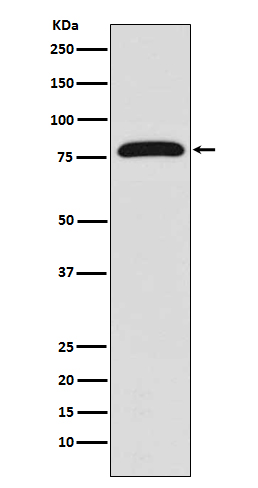 Rabbit monoclonal antibody