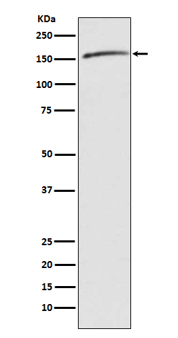 Rabbit monoclonal antibody