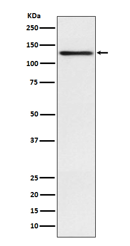 Rabbit monoclonal antibody