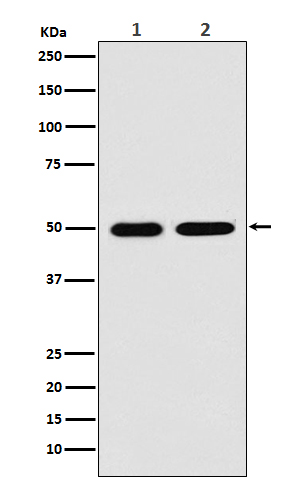 Rabbit monoclonal antibody