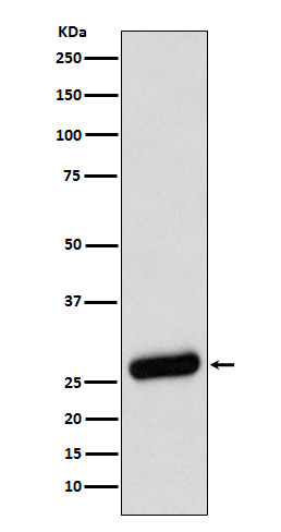 Rabbit monoclonal antibody