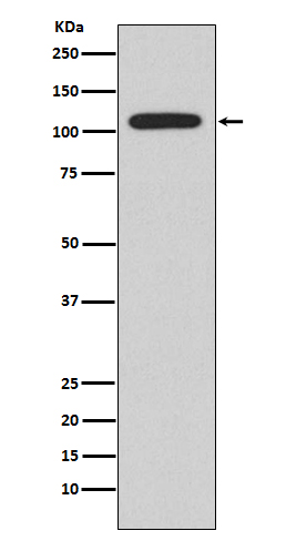 Rabbit monoclonal antibody