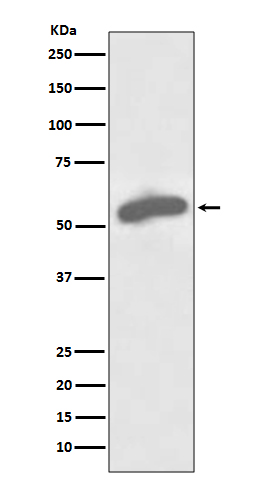 Rabbit monoclonal antibody