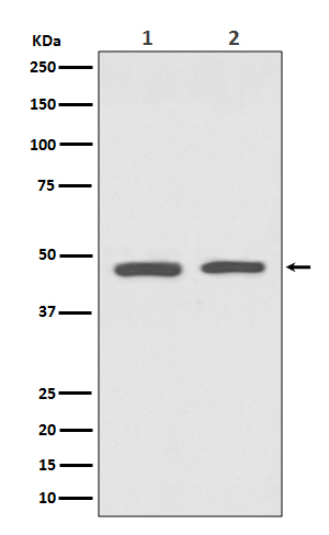 Rabbit monoclonal antibody