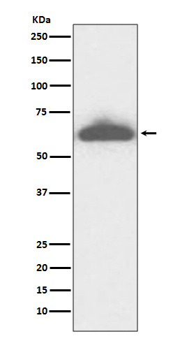 Rabbit monoclonal antibody