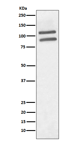 Rabbit monoclonal antibody