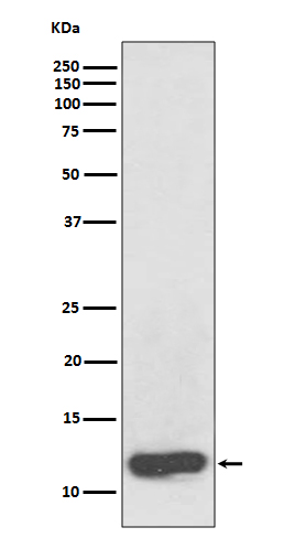 Rabbit monoclonal antibody