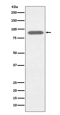 Rabbit monoclonal antibody