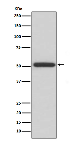 Rabbit monoclonal antibody