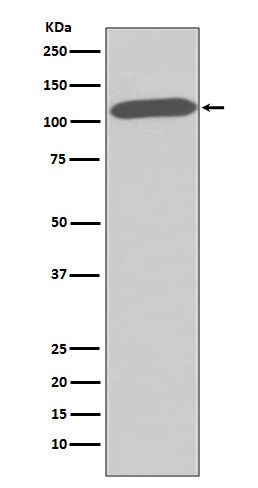 Rabbit monoclonal antibody
