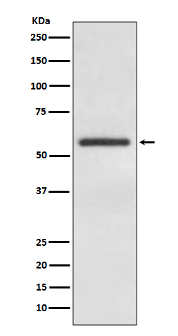 Rabbit monoclonal antibody