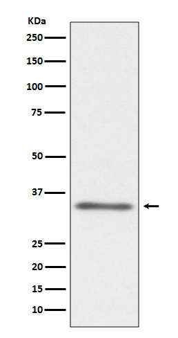 Rabbit monoclonal antibody