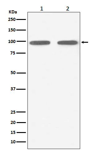 Rabbit monoclonal antibody