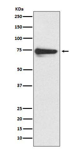 Rabbit monoclonal antibody