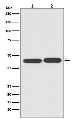 Rabbit monoclonal antibody