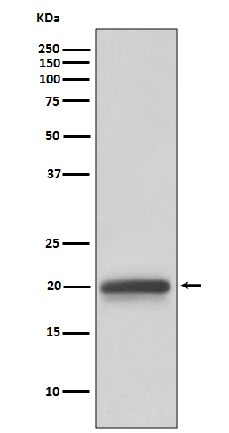 Rabbit monoclonal antibody