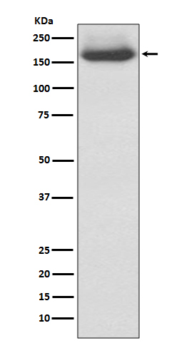 Rabbit monoclonal antibody