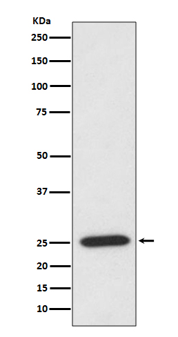Rabbit monoclonal antibody