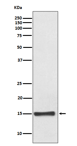 Rabbit monoclonal antibody
