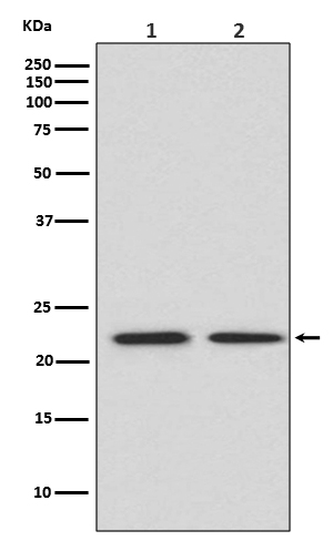 Rabbit monoclonal antibody