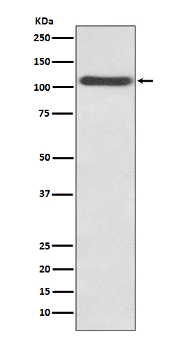 Rabbit monoclonal antibody