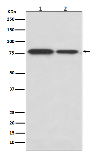 Rabbit monoclonal antibody