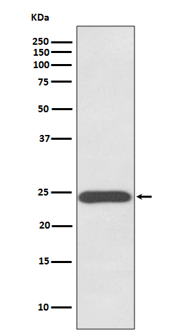 Rabbit monoclonal antibody