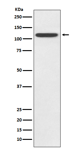 Rabbit monoclonal antibody