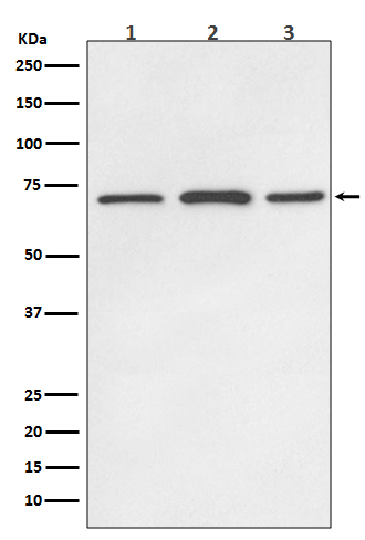 Rabbit monoclonal antibody