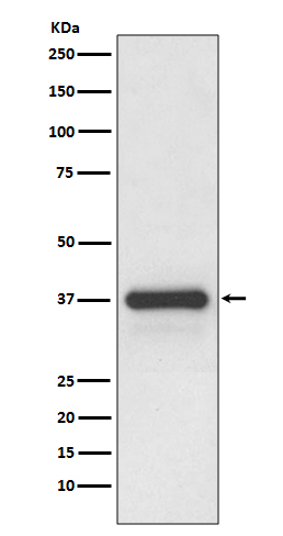 Rabbit monoclonal antibody