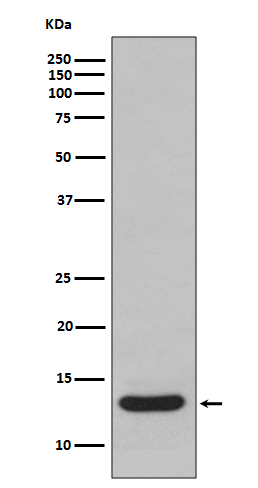 Rabbit monoclonal antibody