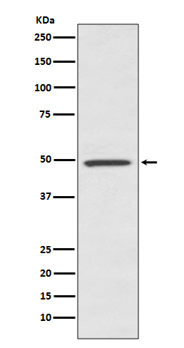 Rabbit monoclonal antibody