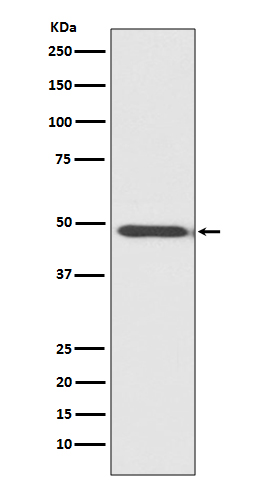Rabbit monoclonal antibody