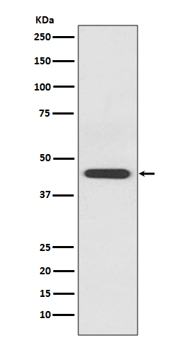 Rabbit monoclonal antibody