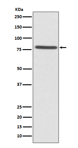Rabbit monoclonal antibody