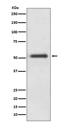 Rabbit monoclonal antibody