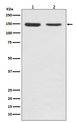 Rabbit monoclonal antibody