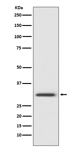 Rabbit monoclonal antibody