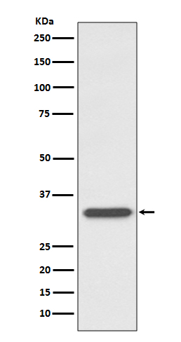 Rabbit monoclonal antibody