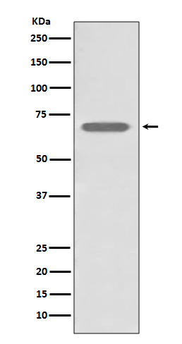 Rabbit monoclonal antibody