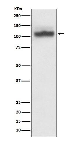 Rabbit monoclonal antibody