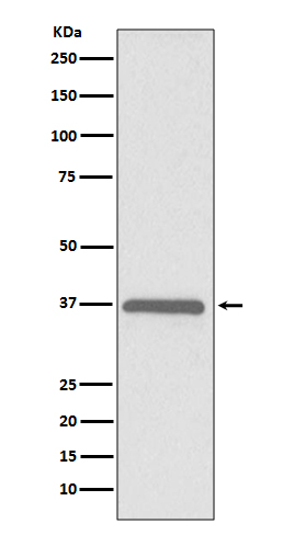Rabbit monoclonal antibody