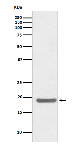 Rabbit monoclonal antibody